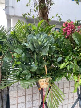 Baskets without flowers