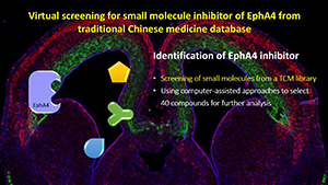 Identified a naturally occurring compound from a traditional Chinese medicine database as small molecule inhibitor of EphA4