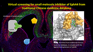 Identified a naturally occurring compound from a traditional Chinese medicine database as small molecule inhibitor of EphA4