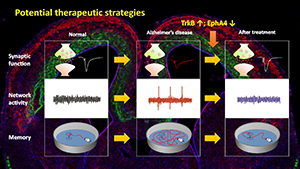 Potential therapeutic strategies for AD