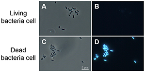 bacterial imaging