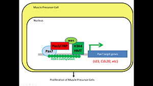 Pax7- and Pax3-binding protein are required for the proliferation of muscle stem cells