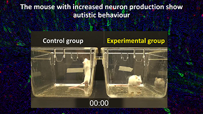Biological experiment shows the relationship between neuron production and autistic behavior