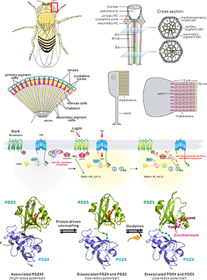 Visual system of fly